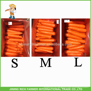 Шаньдун Новый урожай свежий морковь S / M / L размер